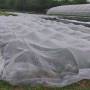 Toile de protection contre la mouche drosophile Suzukii