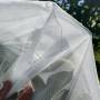 manchon de pollinisation