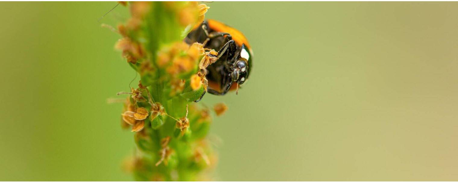 Filets anti-insectes et anti-pollen - Semencier