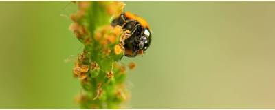 Filets anti-insectes et anti-pollen pour Semencier