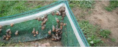 Clôture électrique Helicinet Plus pour l'élevage d'escargots
