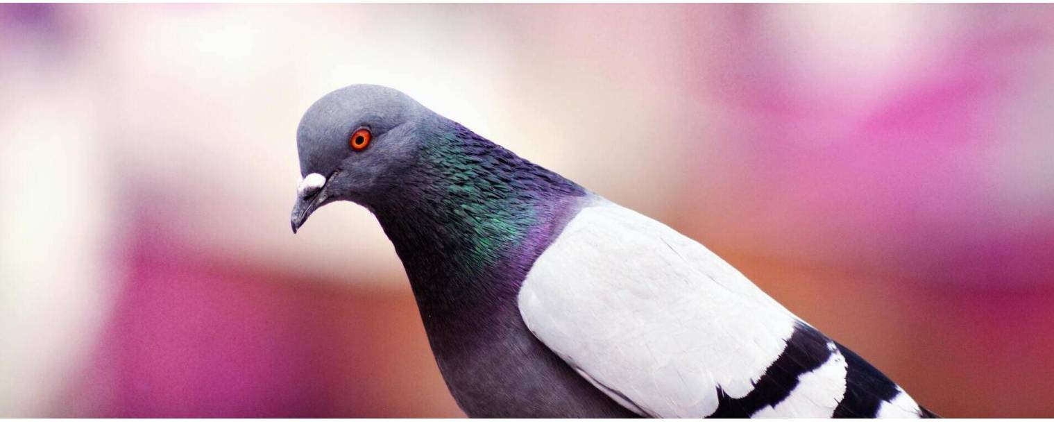 Filet grande maille - anti-pigeons
