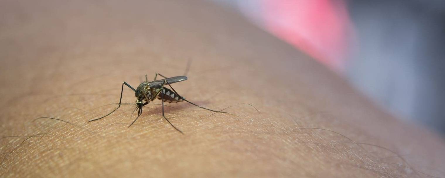 Toiles et Filets anti-moustique